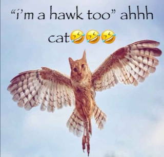 hawk cat