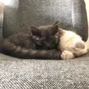 MJ and Tony (maybe) /catnip