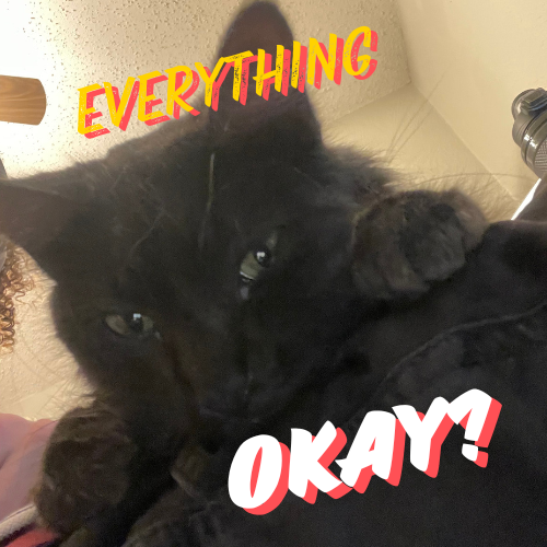 Everything OK? /catnip