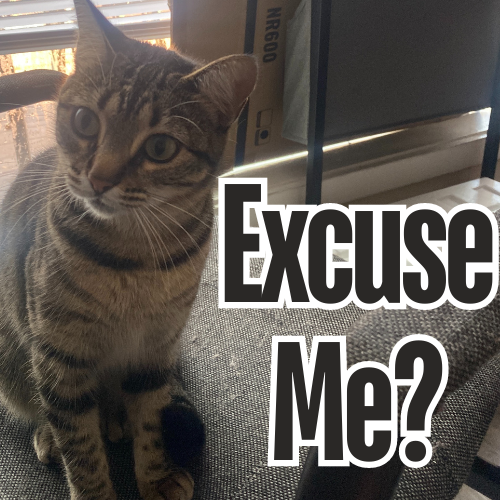 Excuse Me?!  /catnip