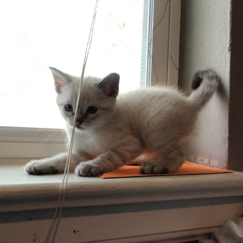 Tony (maybe...) /catnip