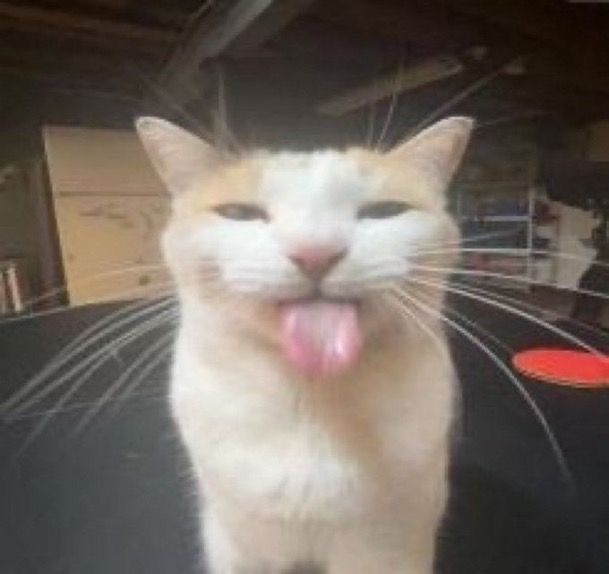 cat tongue