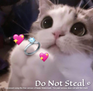 MARRY ME kitty DNS /hopeful