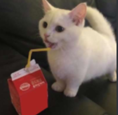 Cat Slurp Discord sticker