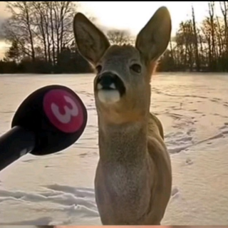 Deer opinion (/eclipsess)