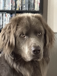 Jay's doggo Discord sticker