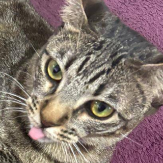 Gato Blep Discord sticker