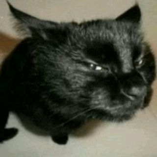 cat doubt side eye || .gg/ap Discord sticker