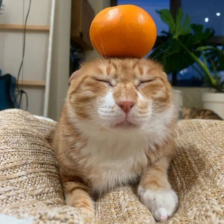 Orange chilling Discord sticker