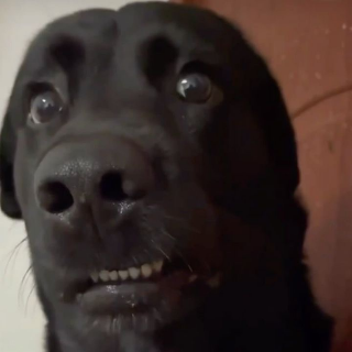 scared doggo