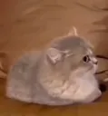 kitty sideeye Discord sticker