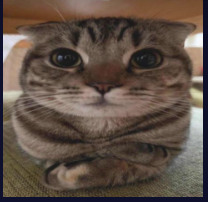 catgulp Discord sticker