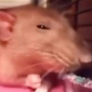 angry rat | .gg/supacon