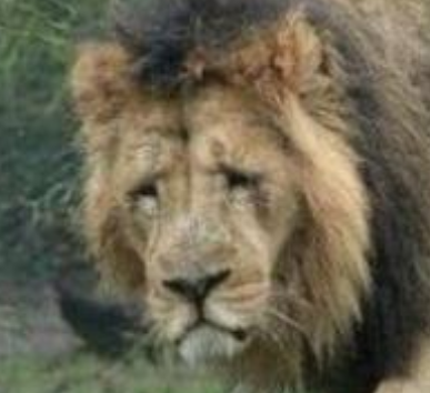 Tired Lion Discord sticker