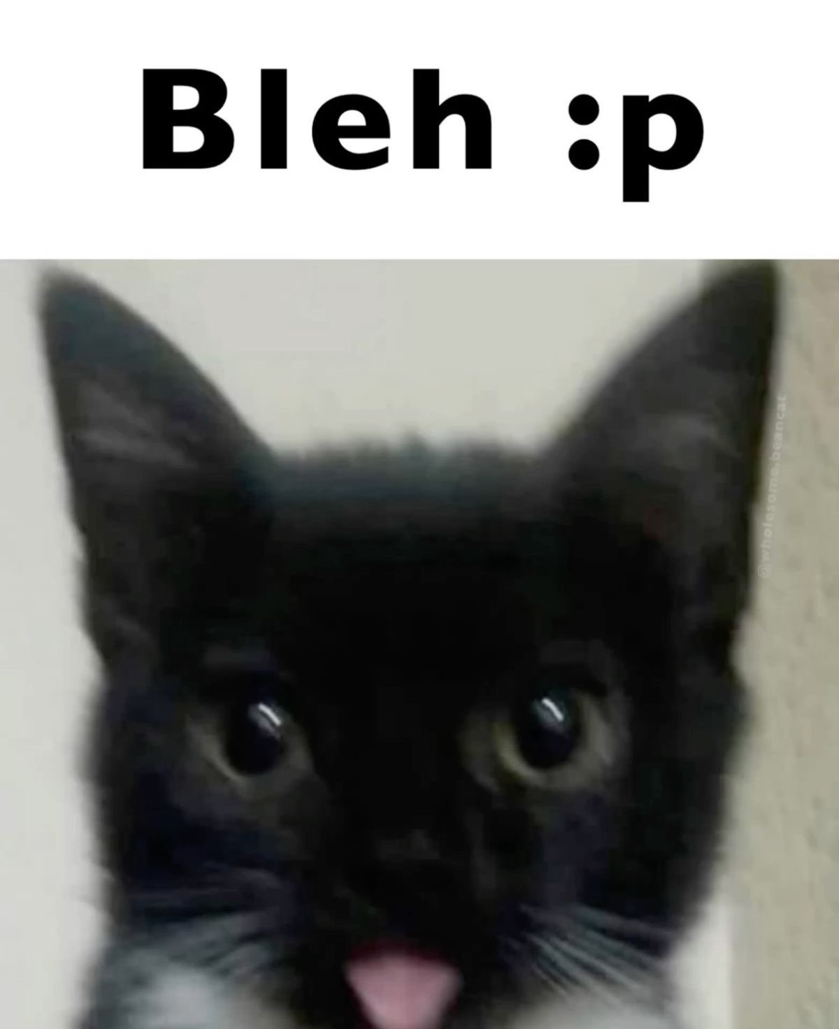 bleh :p /catnip