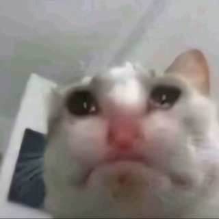 Catsadge Discord sticker
