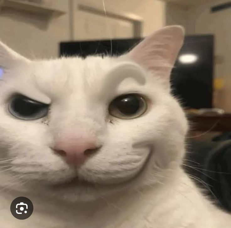 Sigma Cat