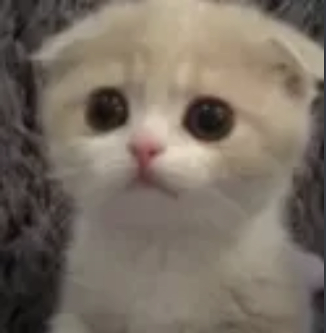 sad kitten 