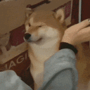 dog slap