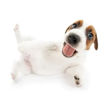 silly dog Discord sticker