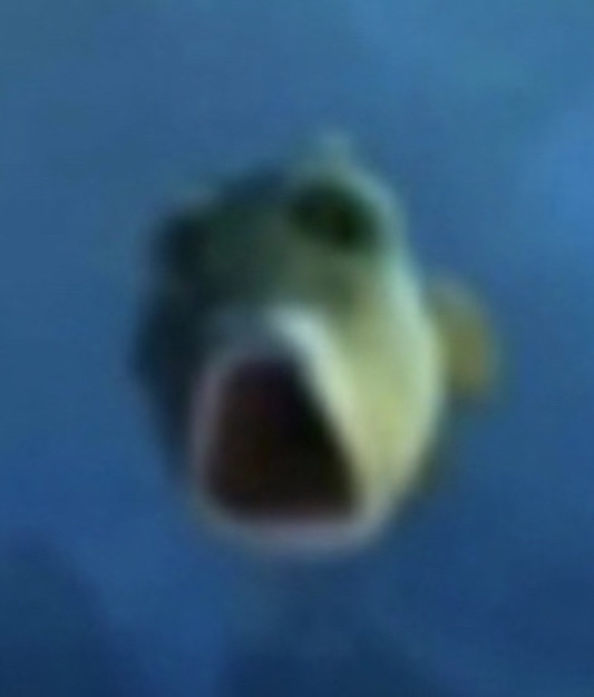 aileen’s fish!! /dwaekki