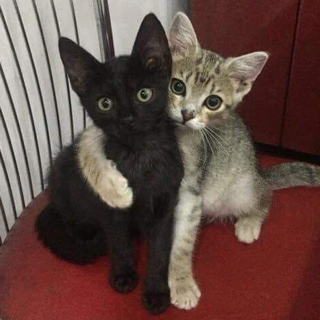 cat besties ⭑ /ghouliez