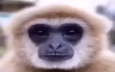monke Discord sticker