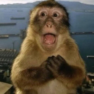 Monkey shocked