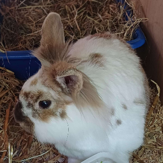 Herbie werbie /cheriies