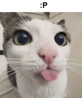 gatinho Discord sticker