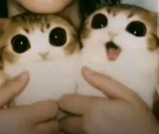 meowl Discord sticker