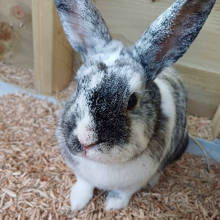 Bunny Stare /cheriies