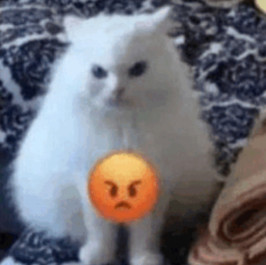 cat stare Discord sticker