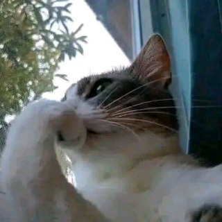 pondering cat | .gg/supacon