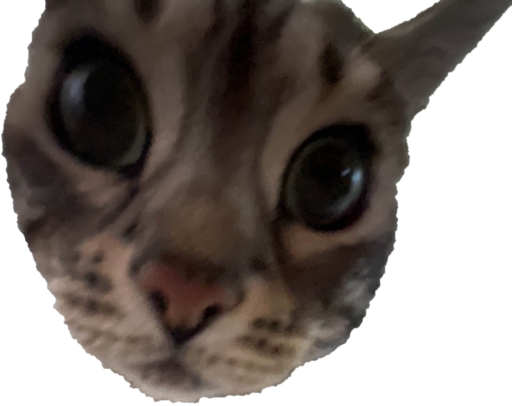 cat Discord sticker