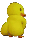 duck