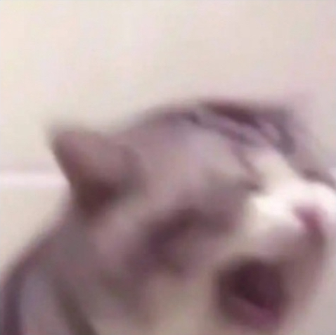 Gato gritando Discord sticker