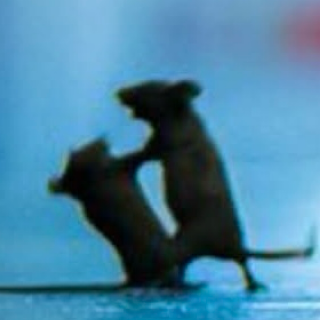 Discord argument ◇ .gg/tainted