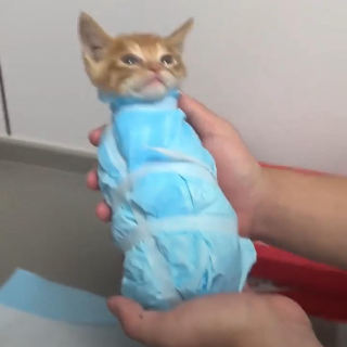 Purrito
