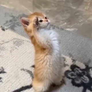 SIRYESSIR (/eclipsess)