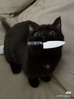 knife_cat Discord sticker