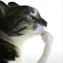 thinkingcat