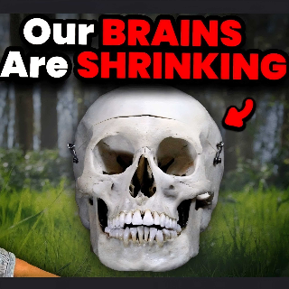 Our brains are shrinking