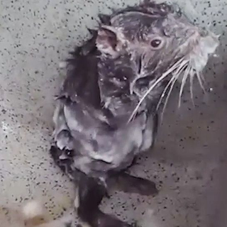 js wambie ◇ .gg/tainted