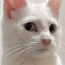 cat side eye ◇ .gg/tainted