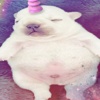 unicorn pibble /violas