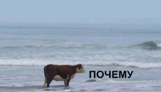 Почему Discord sticker