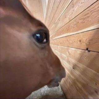 Horsey Side Eye (/eclipsess)