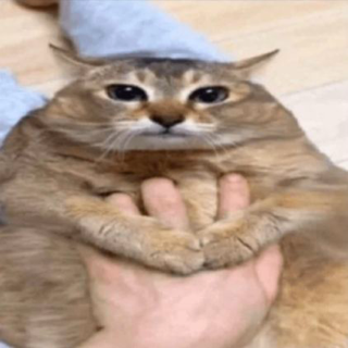 fat ass cat /reflect