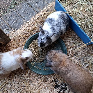 Bun meeting /cheriies